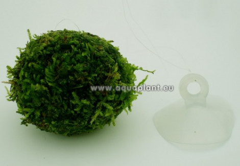 Biosphere Floating Moss Ball With Suction Cup