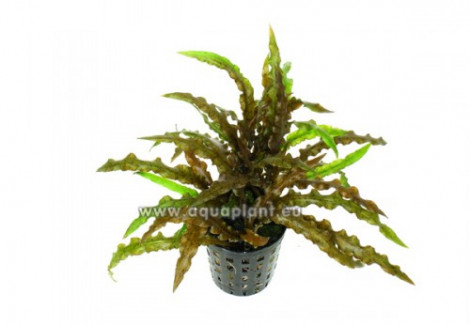 Cryptocoryne Costata