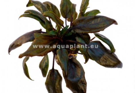 Cryptocoryne Purpurea