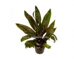 Cryptocoryne Wendtii Tropica