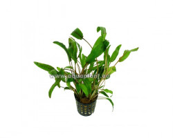 Cryptocoryne Willissii