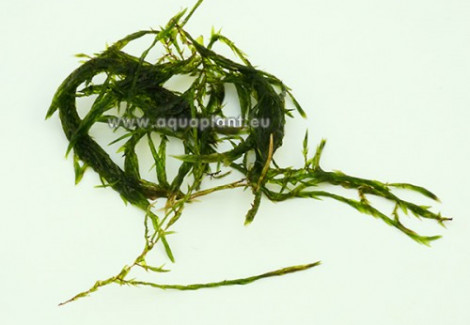 Duriae Willow Moss (Fontinalis Duriae) - Cup 110 Ml