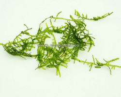 Erect Moss (Vesicularia Reticulata) - Cup 110 Ml