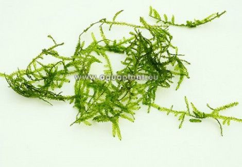 Erect Moss (Vesicularia Reticulata) - Cup 110 Ml