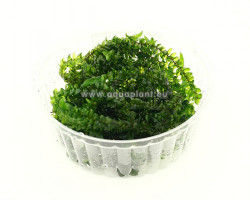 Giant Willow Moss (Fontinalis Antiperytica Var. Gigantea) - Cup 110 Ml