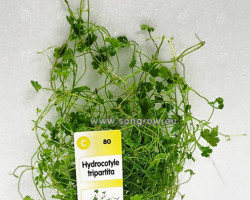 Hydrocotyle Tripartita (Sp. Japan)