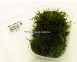 Javamix Moss - Cup 150 Ml