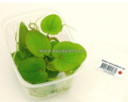 Limnobium Sp. - 2-3Plants Per Cup Of 250 Ml