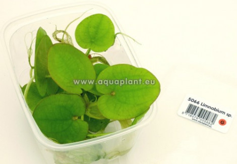 Limnobium Sp. - 2-3Plants Per Cup Of 250 Ml