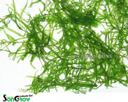 Mini Java Moss (Taxiphyllum Sp.) - Cup 110 Ml