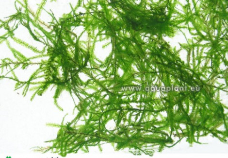 Mini Java Moss (Taxiphyllum Sp.) - Cup 110 Ml