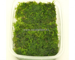 Padmoss Vesicularia Sp. - Cup 125 Ml