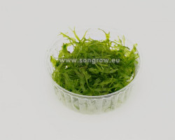 Pellia Epiphylla - Cup 110 Ml