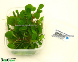 Phyllanthus Fluitans - Cup 125 Ml