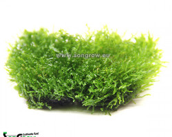 Riccardia Chamedryfolia Coral Moss