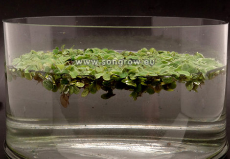 Salvinia Minima - Cup 125