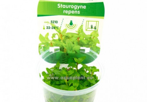 Staurogyne Repens