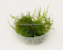 Taiwan Moss (Taxiphyllum Alternans) - Cup 110 Ml