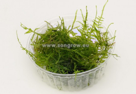 Taiwan Moss (Taxiphyllum Alternans) - Cup 110 Ml