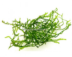 Weeping Moss (Vesicularia Ferriei) - Cup 110 Ml