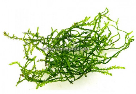 Weeping Moss (Vesicularia Ferriei) - Cup 110 Ml