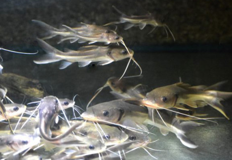 Clarias Angolensis Albino L