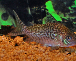 Corydoras Cf. Sodalis M/L