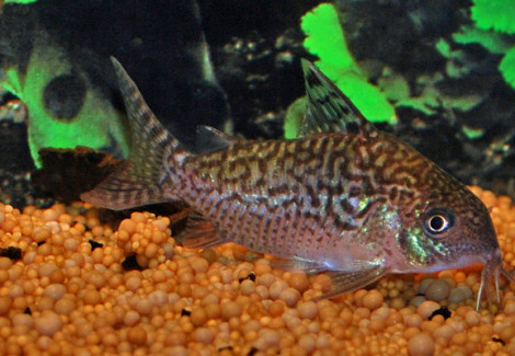 Corydoras Cf. Sodalis M/L