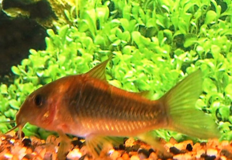 Corydoras Sp. Aff. Aeneus Venezuela M