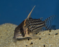 Corydoras Sp. Super Schwartzi Highfin L