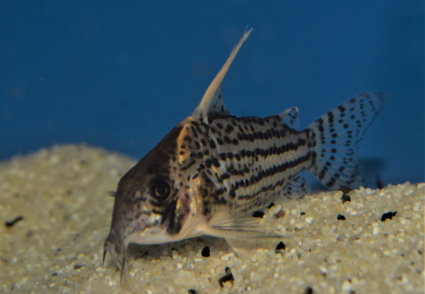 Corydoras Sp. Super Schwartzi Highfin L