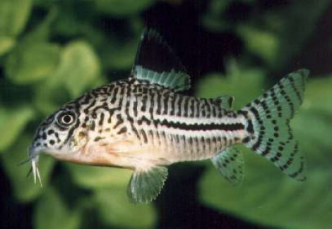 Corydoras Julii M