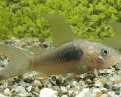 Corydoras Hoogvin Aeneus Pinne A Velo M