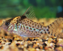 Corydoras Agassizii M