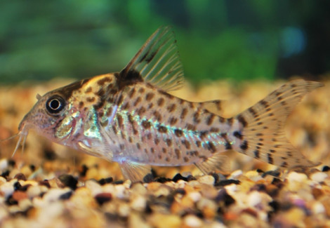 Corydoras Agassizii M