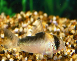 Corydoras Adolfoi S/M