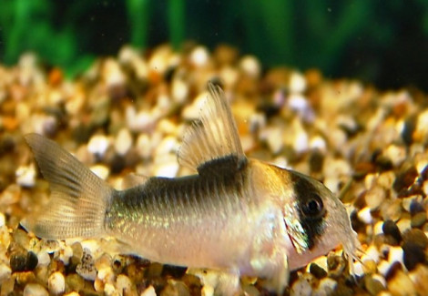 Corydoras Adolfoi S/M