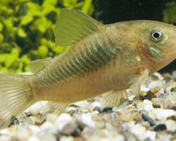 Corydoras Aeneus M