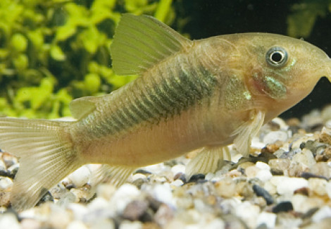 Corydoras Aeneus M