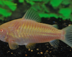 Corydoras Aeneus Albino M