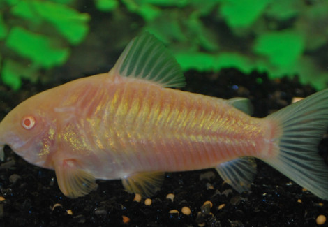 Corydoras Aeneus Albino M