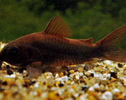 Corydoras Aeneus Black Venezuela S/M