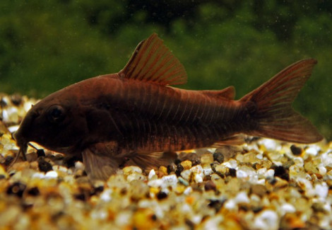 Corydoras Aeneus Black Venezuela S/M