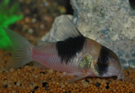 Corydoras Sp. Cw051 L