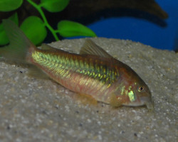 Corydoras Aeneus M/L