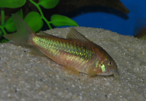 Corydoras Aeneus M/L