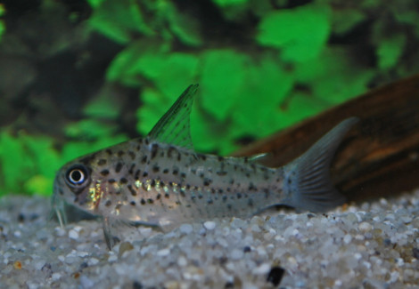 Corydoras Loretoensis  M