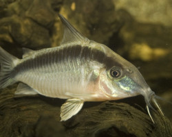 Corydoras Arcuatus M