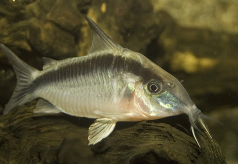 Corydoras Arcuatus M