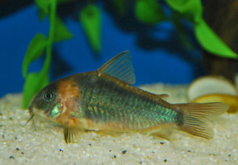 Corydoras Eques M